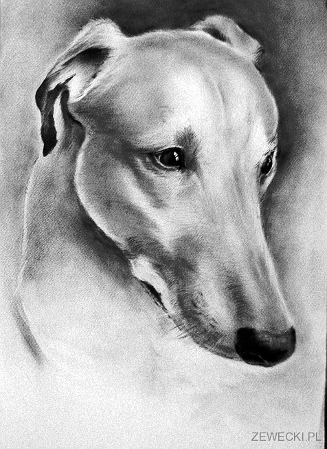portret psa 2