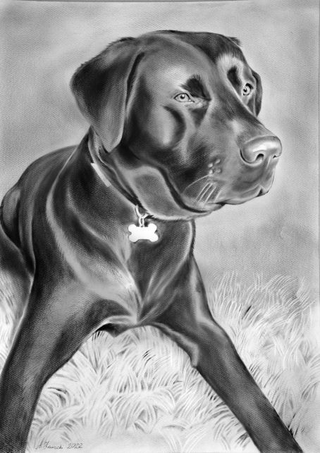 dry brush dog portrait